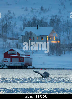 Humpback Whale (Megaptera novaeangliae), Fluke di Humpback Whale in Kaldfjorden, Norvegia, Troms, Henrikvik Foto Stock