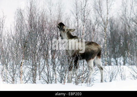 Elk, alci europea (Alces alces alces), mangiare alci in inverno, Norvegia, Troms Foto Stock