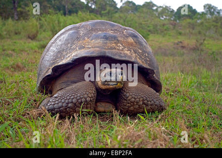 Galapagos, tartaruga gigante Galapagos tartaruga (porteri) (Chelonodis nigra porteri, Geochelone elephantopus porteri, Geochelone nigra porteri, Testudo elephantopus porteri, Chelonoides elephantopus porteri), unica tartaruga Galapagos in un prato, Ecuador Isole Galapagos, Santa Cruz Foto Stock