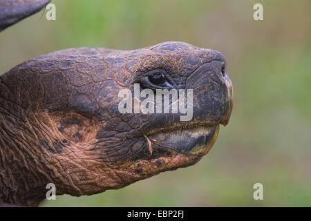 Galapagos, tartaruga gigante Galapagos tartaruga (porteri) (Chelonodis nigra porteri, Geochelone elephantopus porteri, Geochelone nigra porteri, Testudo elephantopus porteri, Chelonoides elephantopus porteri), ritratto , Ecuador Isole Galapagos, Santa Cruz Foto Stock