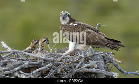 Osprey, pesce hawk (Pandion haliaetus), femmina alimentazione di uccellini nel nido, Finlandia Foto Stock