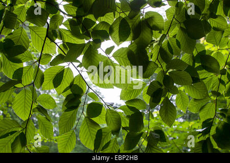 Comune di faggio (Fagus sylvatica), ramoscelli con foglie in controluce, Germania Foto Stock