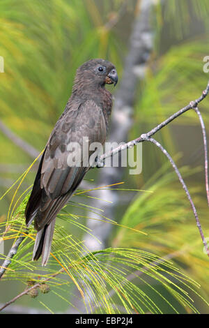 Pappagallo nero (Coracopsis nigra), seduto su un ramoscello, Seychelles, Praslin Foto Stock