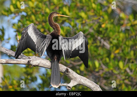 American darter (Anhinga anhinga), Femmina a prendere il sole su un ramo, STATI UNITI D'AMERICA, Florida, Sanibel Island Foto Stock