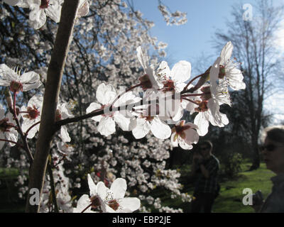 Cherry Plum, Myrobalan prugna (prunus cerasifera), filiale di fioritura in controluce Foto Stock