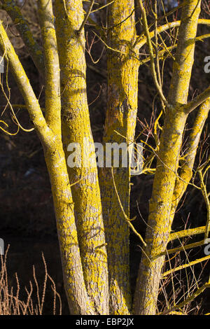 Comune lichene arancione, giallo scala, Maritime sunburst lichen, Shore lichen, Golden shield (lichene Xanthoria parietina, Clairmont parietina), lichen sulla corteccia di un albero, Germania Foto Stock