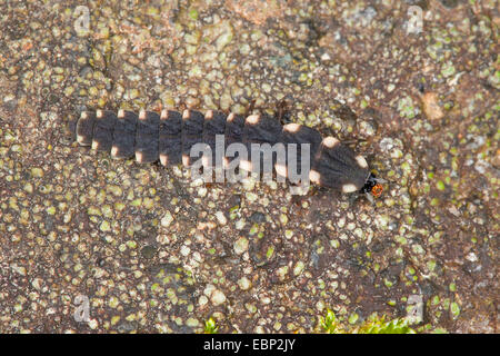 Delle lucciole, glow worm, grande Europeo glow worm beetle (Lampyris noctiluca), larva, Germania Foto Stock