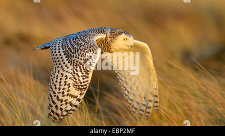 Civetta delle nevi (Strix scandiaca, Nyctea scandiaca, Bubo scandiacus), femmina volando sopra una duna nella luce della sera, Paesi Bassi Foto Stock