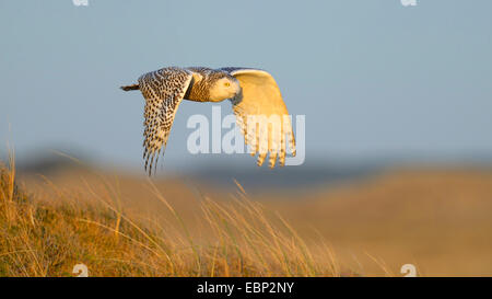 Civetta delle nevi (Strix scandiaca, Nyctea scandiaca, Bubo scandiacus), femmina volando sopra una duna nella luce della sera, Paesi Bassi Foto Stock