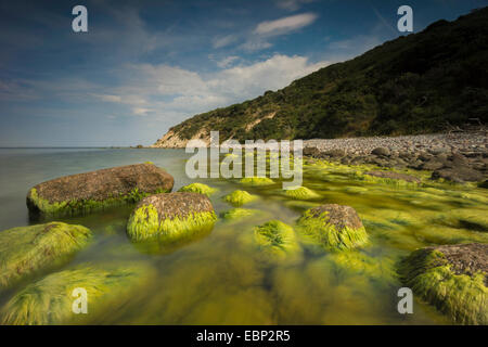 Pietre ricoperto di alghe nel Mar Baltico, Germania, Meclemburgo-Pomerania, Mar Baltico, Hiddensee Foto Stock