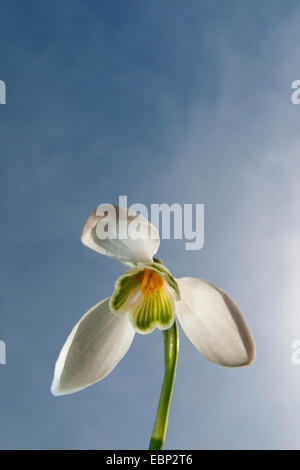 Comune (snowdrop Galanthus nivalis), fiore da sotto contro il cielo blu, Germania Foto Stock