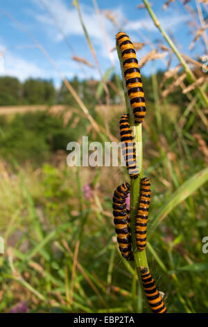 Il cinabro tarma (Tyria jacobaeae, Thyria jacobaeae), bruchi seduti su un germoglio, in Germania, in Renania Palatinato Foto Stock