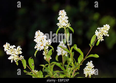 Comune di ligustro, golden ligustro, ligustro selvatico, prim, Europeo ligustro (Ligustrum vulgare), fioritura, Germania Foto Stock