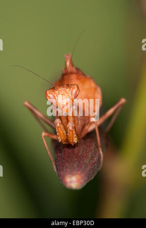 Nana europea Mantis (Ameles spallanzania), femmina, ritratto Foto Stock