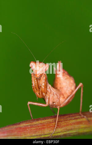 Nana europea Mantis (Ameles spallanzania), femmina Foto Stock