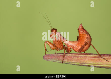 Nana europea Mantis (Ameles spallanzania), femmina Foto Stock