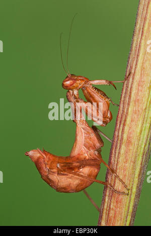 Nana europea Mantis (Ameles spallanzania), femmina Foto Stock