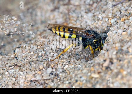 Sabbia wasp (Bembix oculata), la sabbia di scavo al di fuori della sua tana Foto Stock