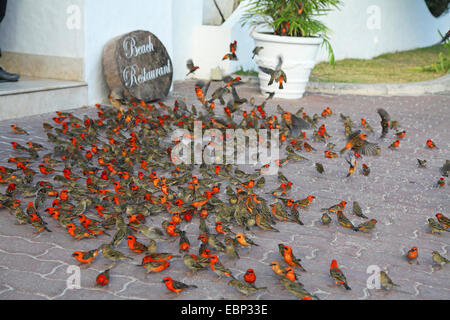 Madagascan fody rosso (Foudia madagascariensis), uccelli seduto per terra ed essendo alimentato sul riso, Seychelles, Praslin Foto Stock