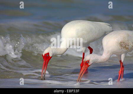 Bianco (ibis Eudocimus albus), sui mangimi in mare, STATI UNITI D'AMERICA, Florida, amanti Key Foto Stock