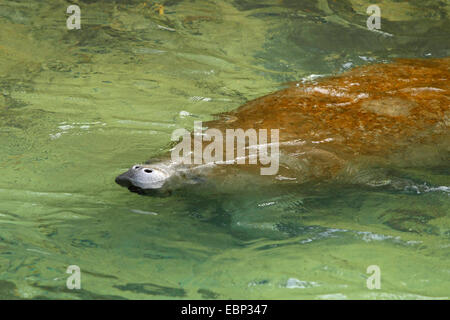 West Indian lamantino, Florida manatee, lamantino dei Caraibi, Antillean lamantino (Trichechus manatus), prendere fiato alla superficie dell'acqua, STATI UNITI D'AMERICA, Florida, Homosossa Foto Stock