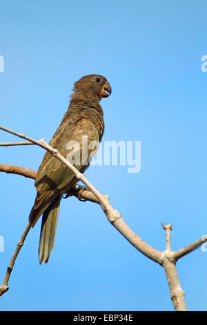 Pappagallo nero (Coracopsis nigra), seduto su un ramoscello, Seychelles, Praslin Foto Stock