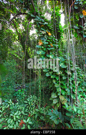 Canneto con creeping piante e radici aeree, Seychelles, La Digue Foto Stock