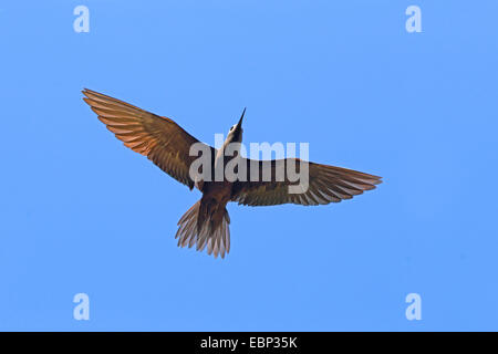 Noddy comune, Noddy marrone (Anous stolidus), volare, Seychelles, Bird Island Foto Stock