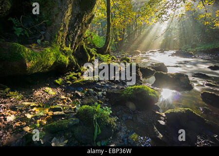 Weisse Elster creek in autunno, in Germania, in Sassonia, Triebtal Foto Stock