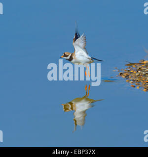 Plover inanellato (Charadrius hiaticula), fissando inanellato plover, Paesi Bassi Foto Stock