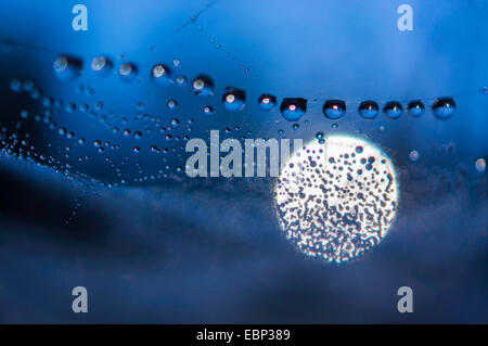 Spider Web con dewdrops, Germania, Sassonia Foto Stock