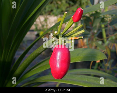 Giglio kaffir (Clivia miniata), frutta Foto Stock