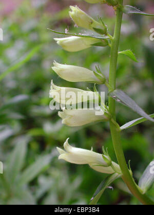 Foxglove paglia (Digitalis lutea), infiorescenza, Germania Foto Stock