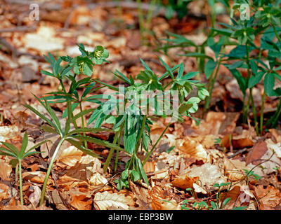 Veratro verde (Helleborus viridis ssp. occidentalis), fioritura, in Germania, in Renania settentrionale-Vestfalia Foto Stock