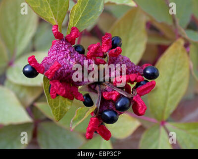 Paeony maiorchino, Mallorcan Paeony (Paeonia cambessedesii), la fruttificazione, Spagna, Balearen, Maiorca Foto Stock