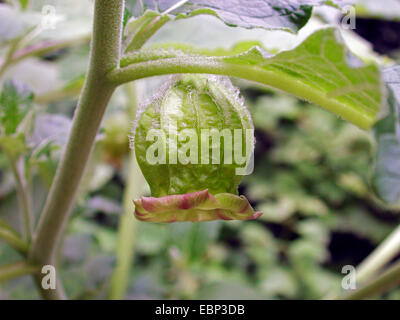 Scopolia, Belladonna (Scopolia anomala, Scopolia lurida), fiore Foto Stock