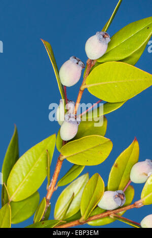 Il mirto (Myrtus communis), foglie e frutti Foto Stock