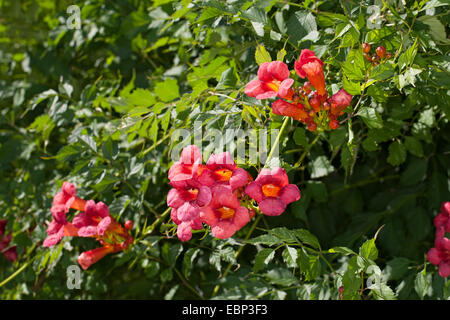 Superriduttore a campana, tromba di vite (Campsis radicans, Bignonia radicans, Tecoma radicans), fioritura Foto Stock