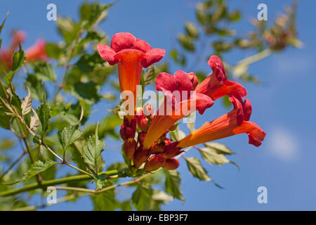 Superriduttore a campana, tromba di vite (Campsis radicans, Bignonia radicans, Tecoma radicans), fiori Foto Stock