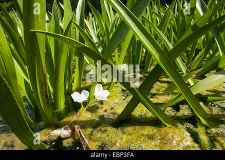 Il granchio-artiglio, acqua-soldato (Stratiotes aloides), fioritura, Germania Foto Stock