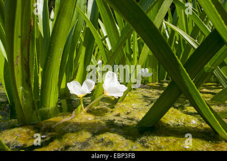 Il granchio-artiglio, acqua-soldato (Stratiotes aloides), fioritura, Germania Foto Stock