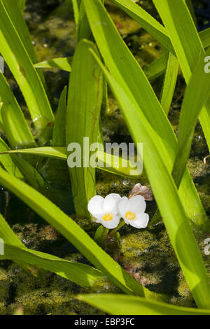 Il granchio-artiglio, acqua-soldato (Stratiotes aloides), fioritura, Germania Foto Stock