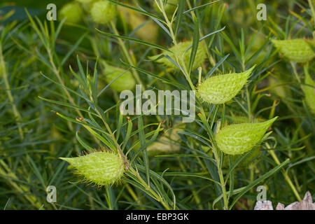 Impianto di Swan, impianto d'oca, impianto d'oca, Milkweed, Sildweed, stretto-lasciarono il cotone bush, Swan Milkweed vegetali, palla da tennis Bush, il palloncino-cotone, setole-frutta (Gomphocarpus fruticosus, Asclepias fruticosa), frutta Foto Stock