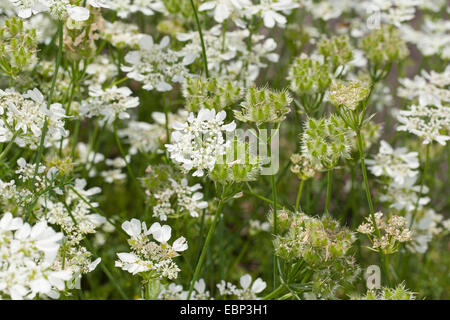 Pizzo Bianco fiore, bianco laceflower, Minoan laccio (Orlaya grandiflora, Caucalis grandiflora), fioritura, Germania Foto Stock