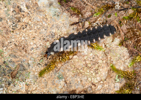 Delle lucciole, glow worm, grande Europeo glow worm beetle (Lampyris noctiluca), larva, Germania Foto Stock