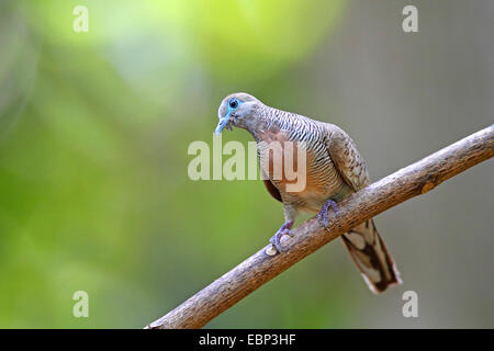 Zebra colomba (Geopelia striata), si siede su un ramo, Seychelles, La Digue Foto Stock