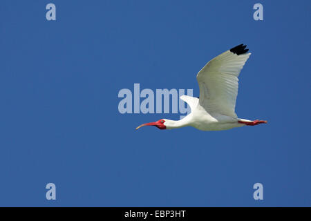 Bianco (ibis Eudocimus albus), in volo, STATI UNITI D'AMERICA, Florida, Fort De Soto Foto Stock