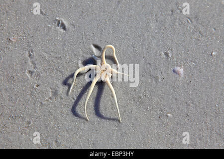 Fragili stelle serpente, stelle, Basket stelle (Ophiuroidea), sulla spiaggia, STATI UNITI D'AMERICA, Florida, Fort De Soto Foto Stock