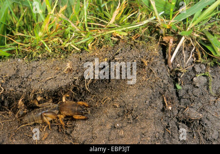 Unione mole cricket, Mole cricket (Gryllotalpa gryllotalpa), sottosuolo, Germania Foto Stock