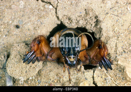 Unione mole cricket, Mole cricket (Gryllotalpa gryllotalpa), alla ricerca di un nido, Germania Foto Stock